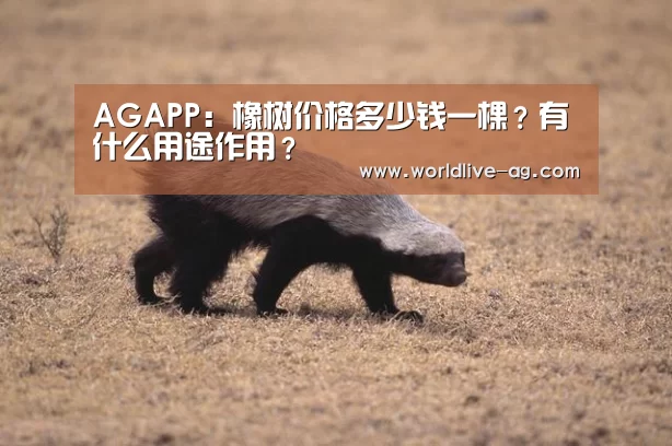 AGAPP：橡树价格多少钱一棵？有什么用途作用？(图1)